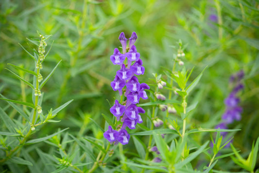 Introducing our brand-new Nourishment- Scutell’up®!