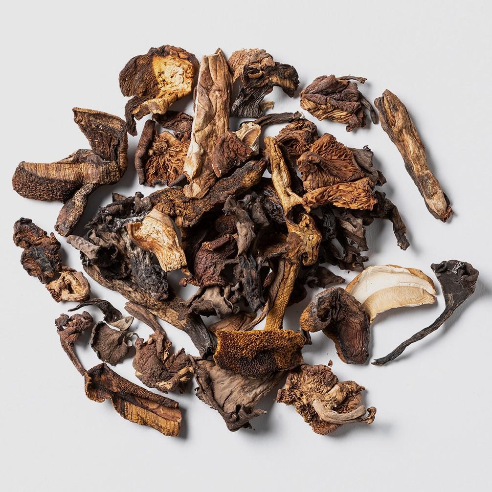 Cordyceps