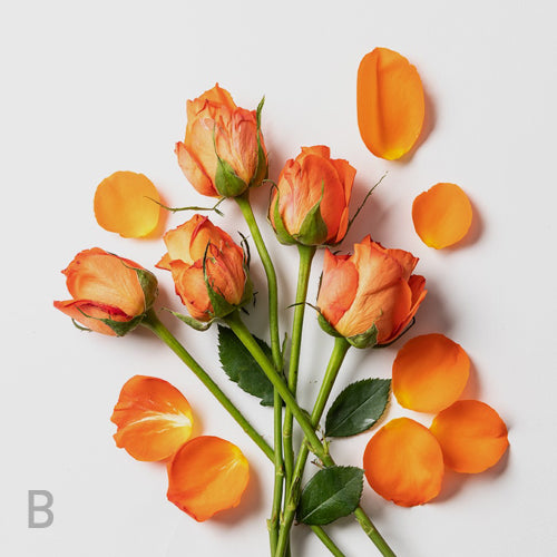 K2 Vital Delta™ bundle