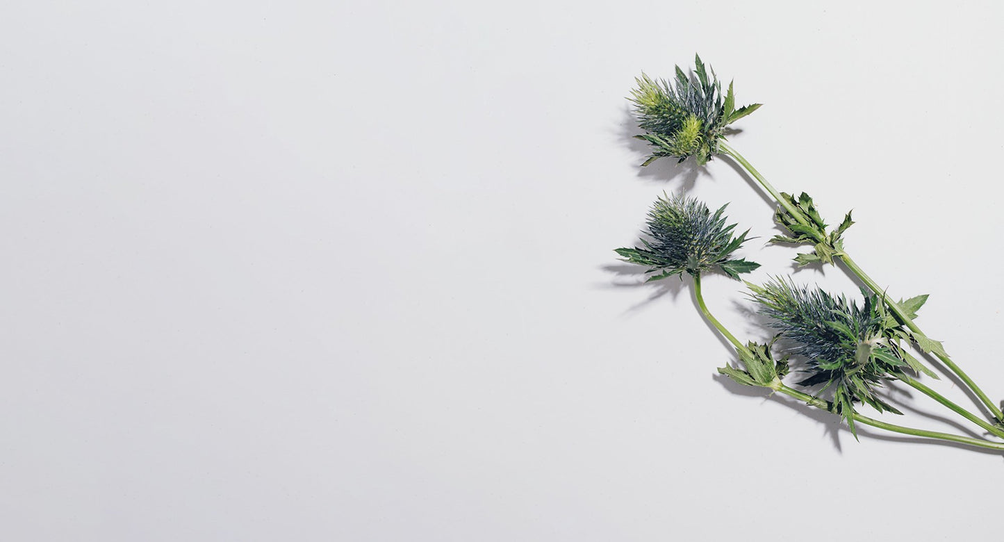 Milk Thistle Extract