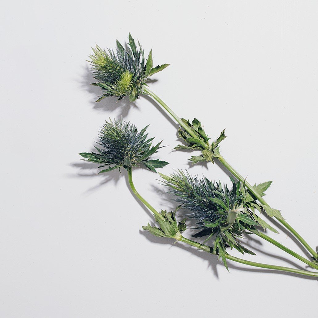 Milk Thistle Extract