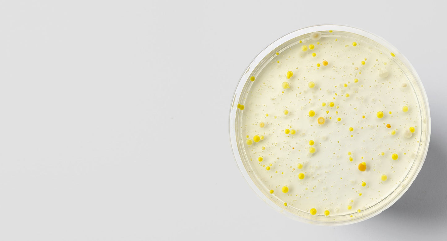 Bacillus coagulans MTCC5856 Probiotic