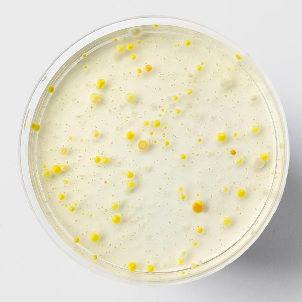 Bacillus coagulans MTCC5856 Probiotic