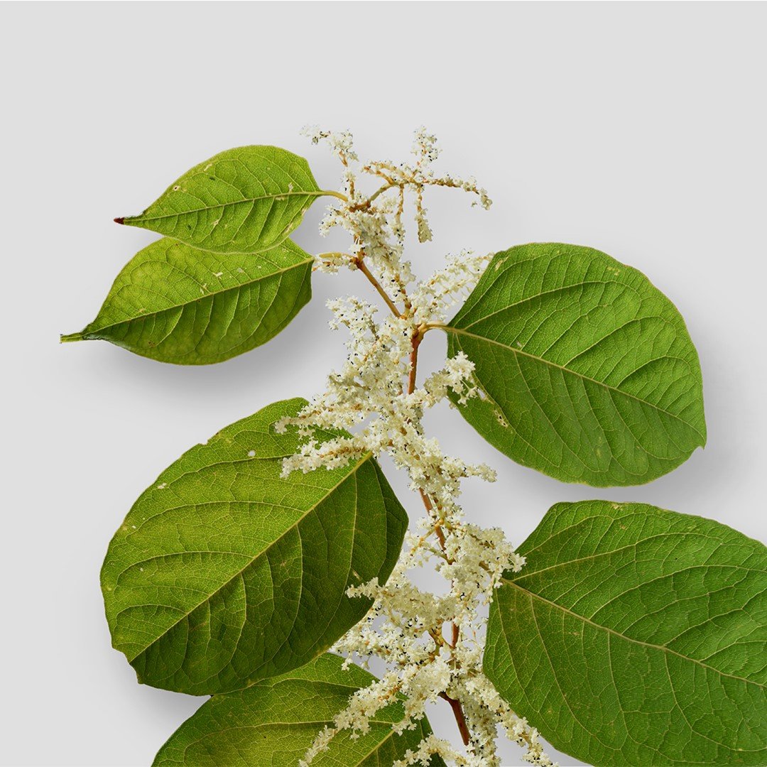 Resveratrol