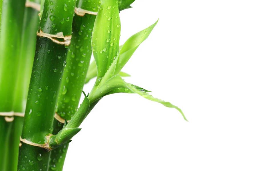 Silica Benefits, Nourished Gummy Nutrients 