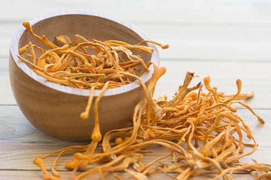 cordyceps Nourished US