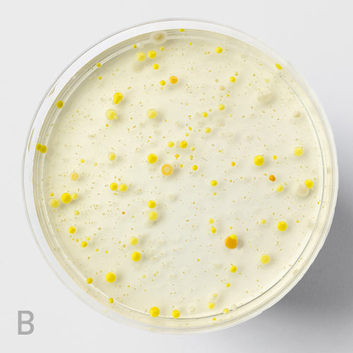LactoSpore® Probiotic bundle