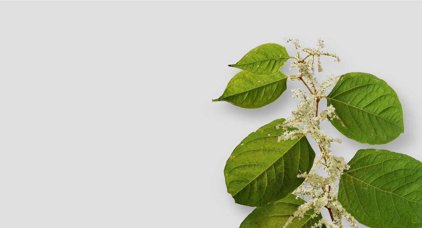 Resveratrol