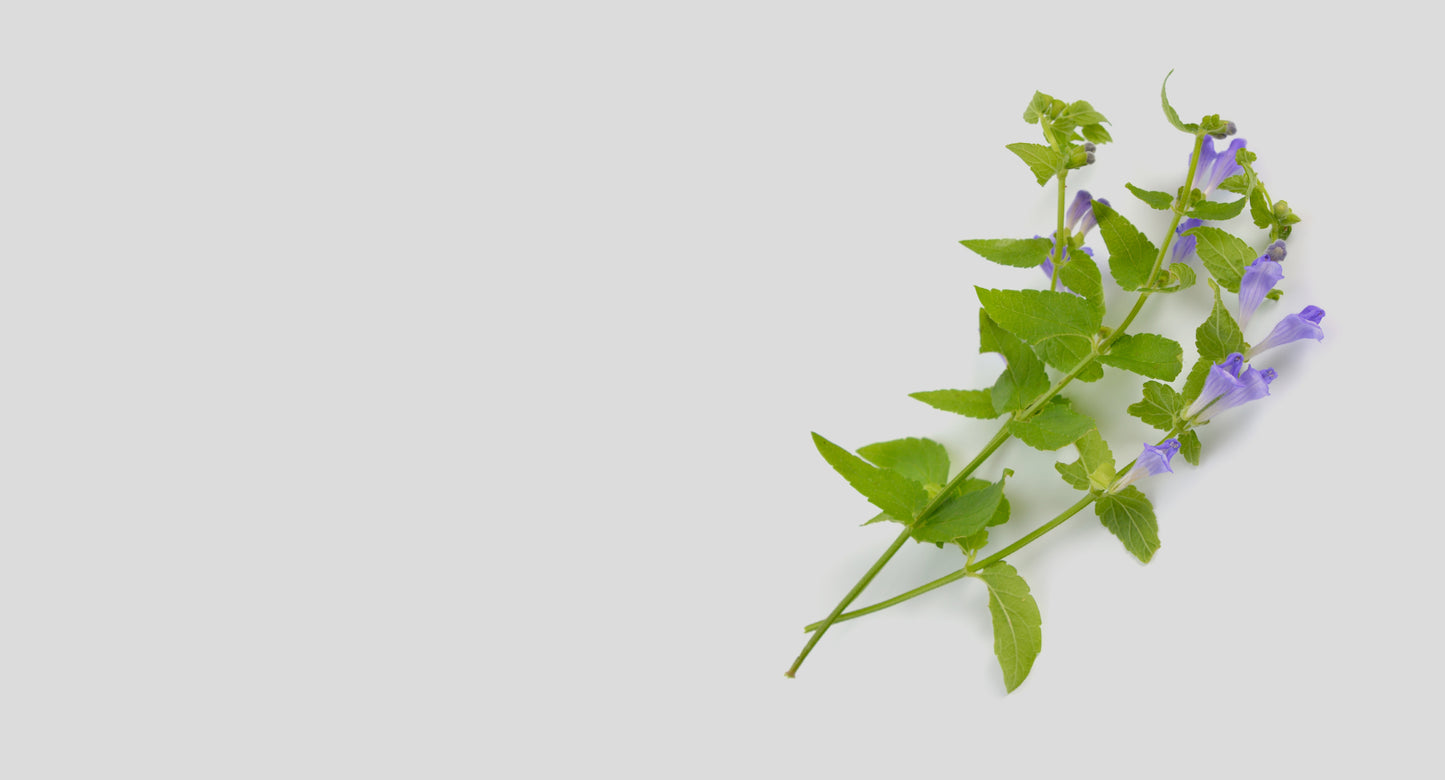 Scutellaria Baicalensis