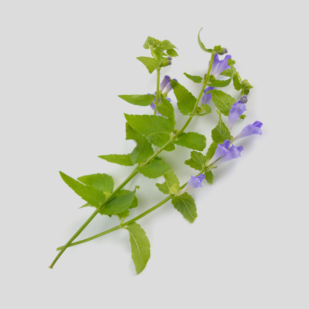 Scutellaria Baicalensis