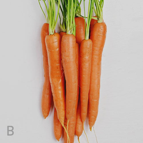 Vitamin A bundle